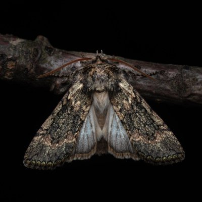 Polyploca ridens (můřice dubová), Hádecká krasová plošina