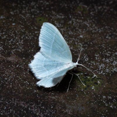 Jodis lactearia (zelenopláštník osikový), IT, San Leonardo, Jižní Tyrolsko