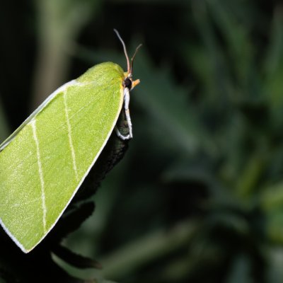 Bena bicolorana (zeleněnka dubová), NPP Pouzdřanská step - Kolby