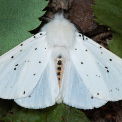 Spilosoma lubricipeda (přástevník mátový), Augšperský potok