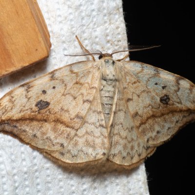 Drepana falcataria (srpokřídlec vrbový), Augšperský potok