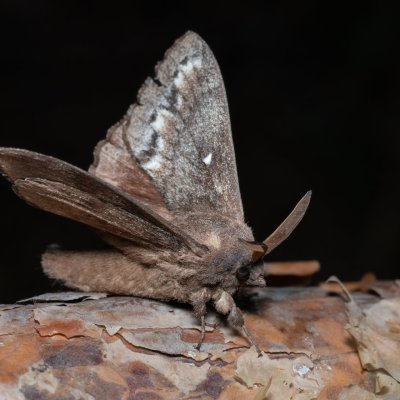 Dendrolimus pini (bourovec borový), Hády - lesní lom