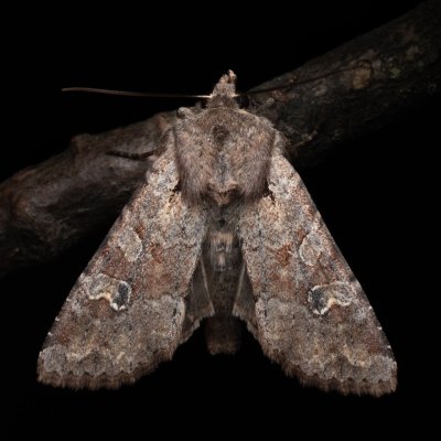 Apamea sordens (šedavka obilná), NPP Pouzdřanská step - Kolby