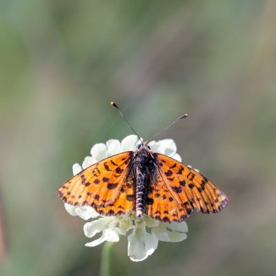 Melitaea didyma (hnědásek květelový), PP Černice