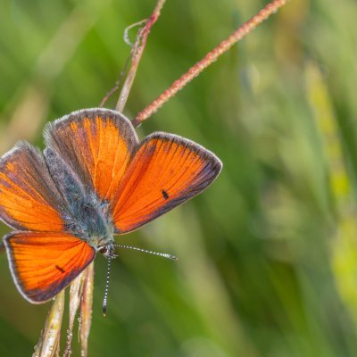 Lycaena hippothoe (ohniváček modrolemý), Pohoří na Šumavě