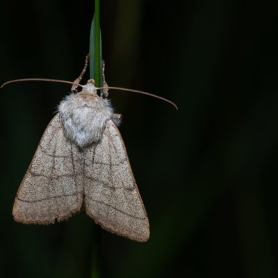 Charanyca trigrammica (šedavka trojčárná), PR Kamenný vrch