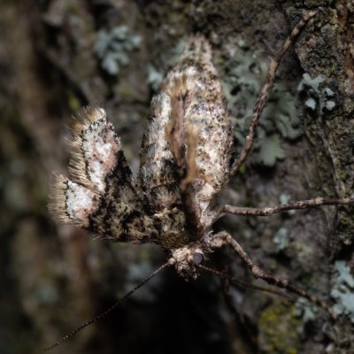 Agriopis marginaria (tmavoskvrnáč habrový), PR Kamenný vrch