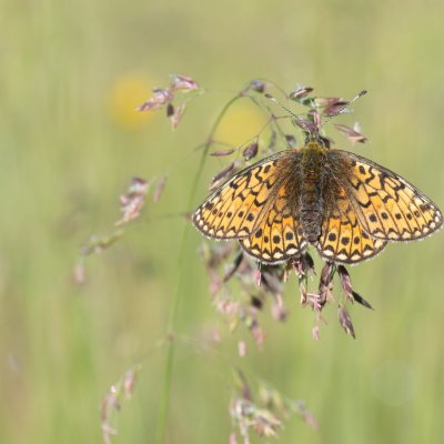 Boloria eunomia (perleťovec mokřadní), Pohoří na Šumavě