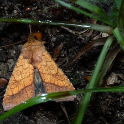 Pyrrhia umbra (černopáska kakostová), Žebětín