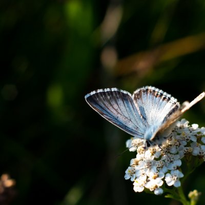 Polyommatus coridon (modrásek vikvicový), PP Černice
