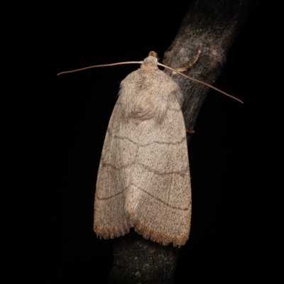 Charanyca trigrammica (šedavka trojčárná), NPP Pouzdřanská step - Kolby