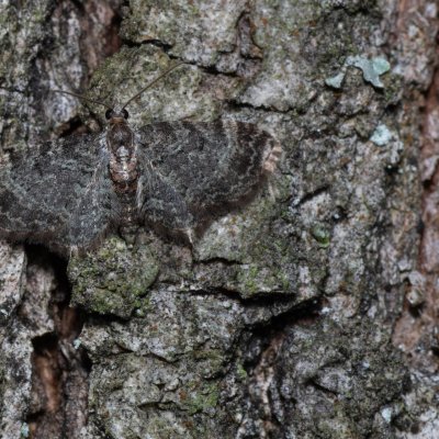 Pasiphila chloerata (píďalička trnková), Žebětín