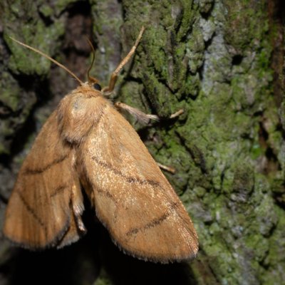 Apoda limacodes (slimákovec dubový), Žebětín