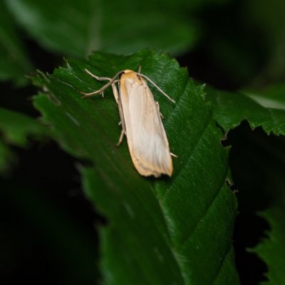 Eilema depressa (lišejníkovec žlutokrajný), Žebětín