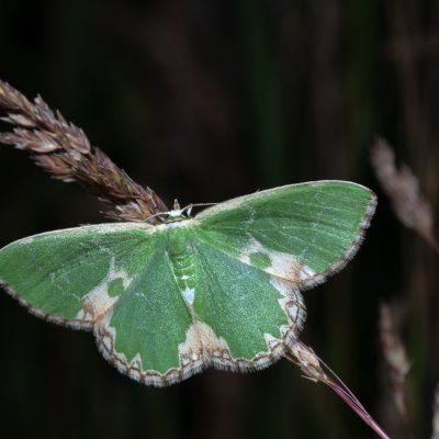 Comibaena bajularia (zelenopláštník dubový), NPP Červený kopec