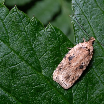 Agonopterix arenella (plochuška lopuchová), Henčov