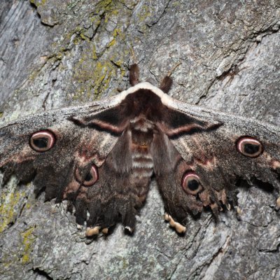 Saturnia pyri (martináč hrušňový), PP Střelický les
