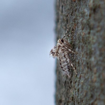Operophtera brumata (píďalka podzimní), Helenčina studánka