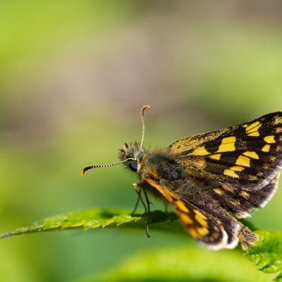 Carterocephalus palaemon (soumračník jitrocelový), Podkomorské lesy, Kopeček