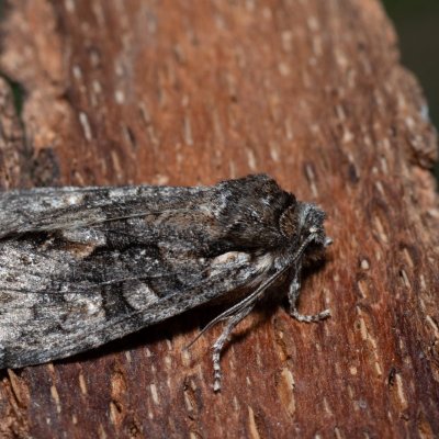 Dichonia convergens (pestroskvrnka hnědošedá), PR Kamenný vrch