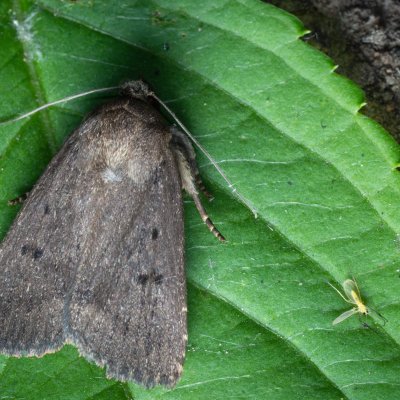 Amphipyra tragopoginis (blýskavka obecná), Nebovidy