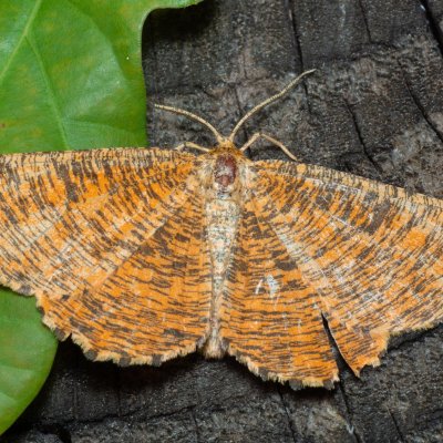 Angerona prunaria (zejkovec trnkový), NS Bučín