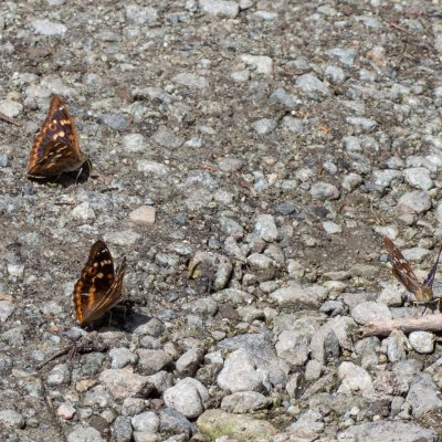 Apatura ilia (batolec červený), SK, Štôla