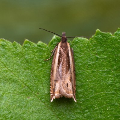 Ancylis apicella (-), NPR Radostínské rašeliniště