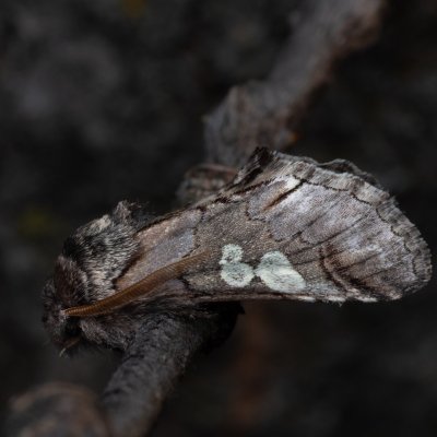 Diloba caeruleocephala (modrohlávek ovocný), Hády - odkaliště