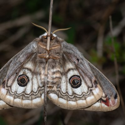 Saturnia pavoniella (martináč podobný), PR Liščí vrch