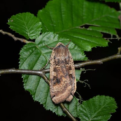Noctua pronuba (osenice šťovíková), Žebětín