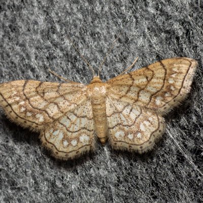 Idaea moniliata (žlutokřídlec běloskvrnný), Lysá hora u Ochozu