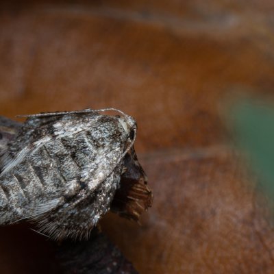 Operophtera fagata (píďalka lesní), Kývalka