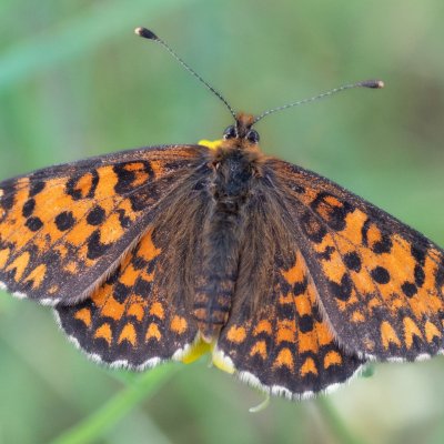 Melitaea trivia (hnědásek jižní), PR Svatý kopeček