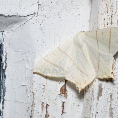 Ourapteryx sambucaria (zejkovec bezový), SK, Štôla