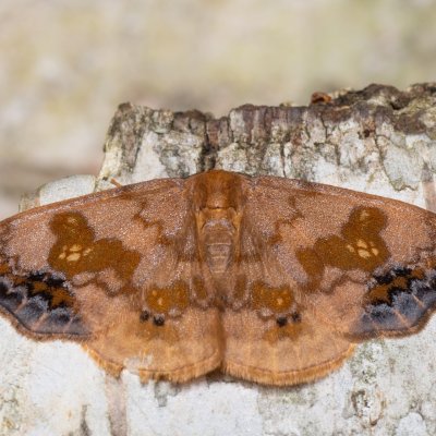 Sabra harpagula (srpokřídlec lipový), Augšperský potok
