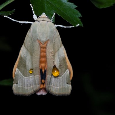 Noctua fimbriata (osenice zemáková), Žebětín