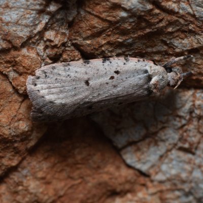 Agonopterix sp., HR, Jablanac