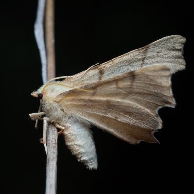 Ennomos erosaria (zejkovec lipový), PP Černice