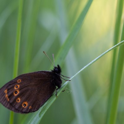 Erebia medusa (okáč rosíčkový), Čebínský kopec