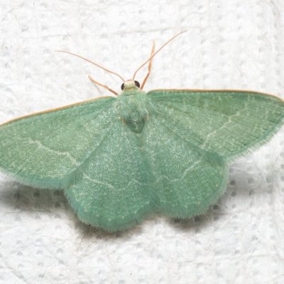 Chlorissa etruscaria (zelenopláštník smldníkový), PR Kamenný vrch