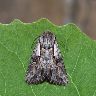 Chloantha hyperici (osenice třezalková), Hády - lesní lom