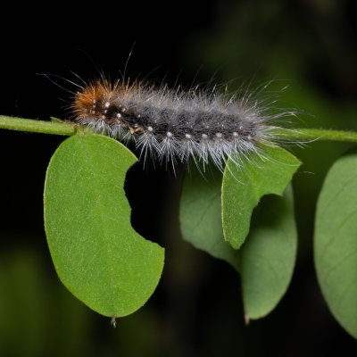 Arctia caja (přástevník medvědí), Popůvky