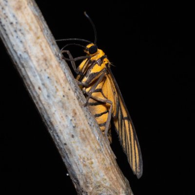 Amata tigrina (-), TH, Khao Sok