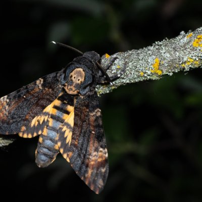 Acherontia atropos (lišaj smrtihlav), Hády
