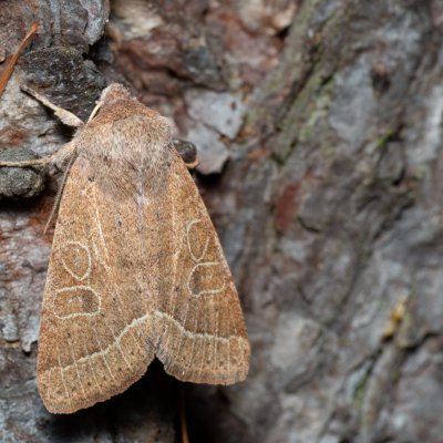 Orthosia cerasi (jarnice lipová), Žebětín