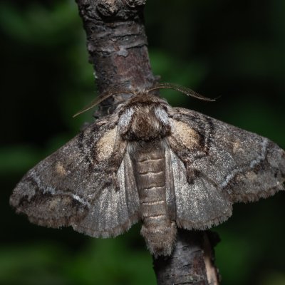 Drymonia velitaris (hřbetozubec jižní), Kobylí