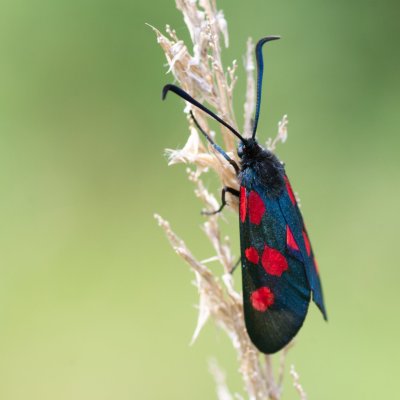 Zygaena lonicerae (vřetenuška pětitečná), SK, Štôla
