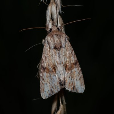 Apamea sublustris (šedavka žlutá), Havranické vřesoviště