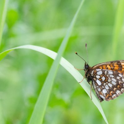 Melitaea diamina (hnědásek rozrazilový), SK, Štôla
